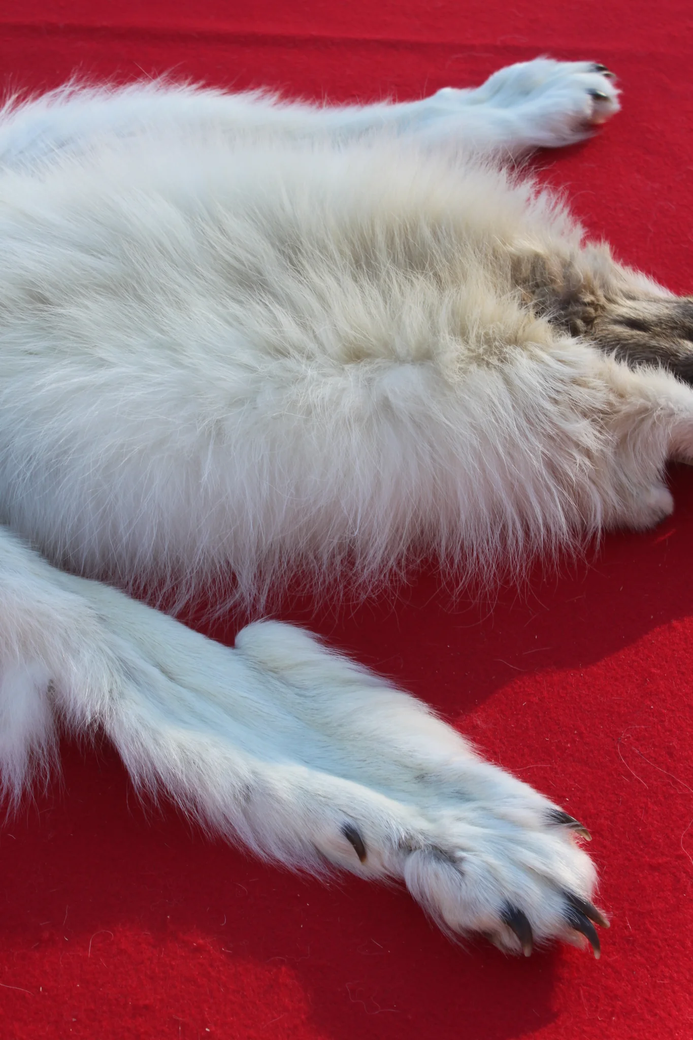 IMG_6021_1024x1024@2x