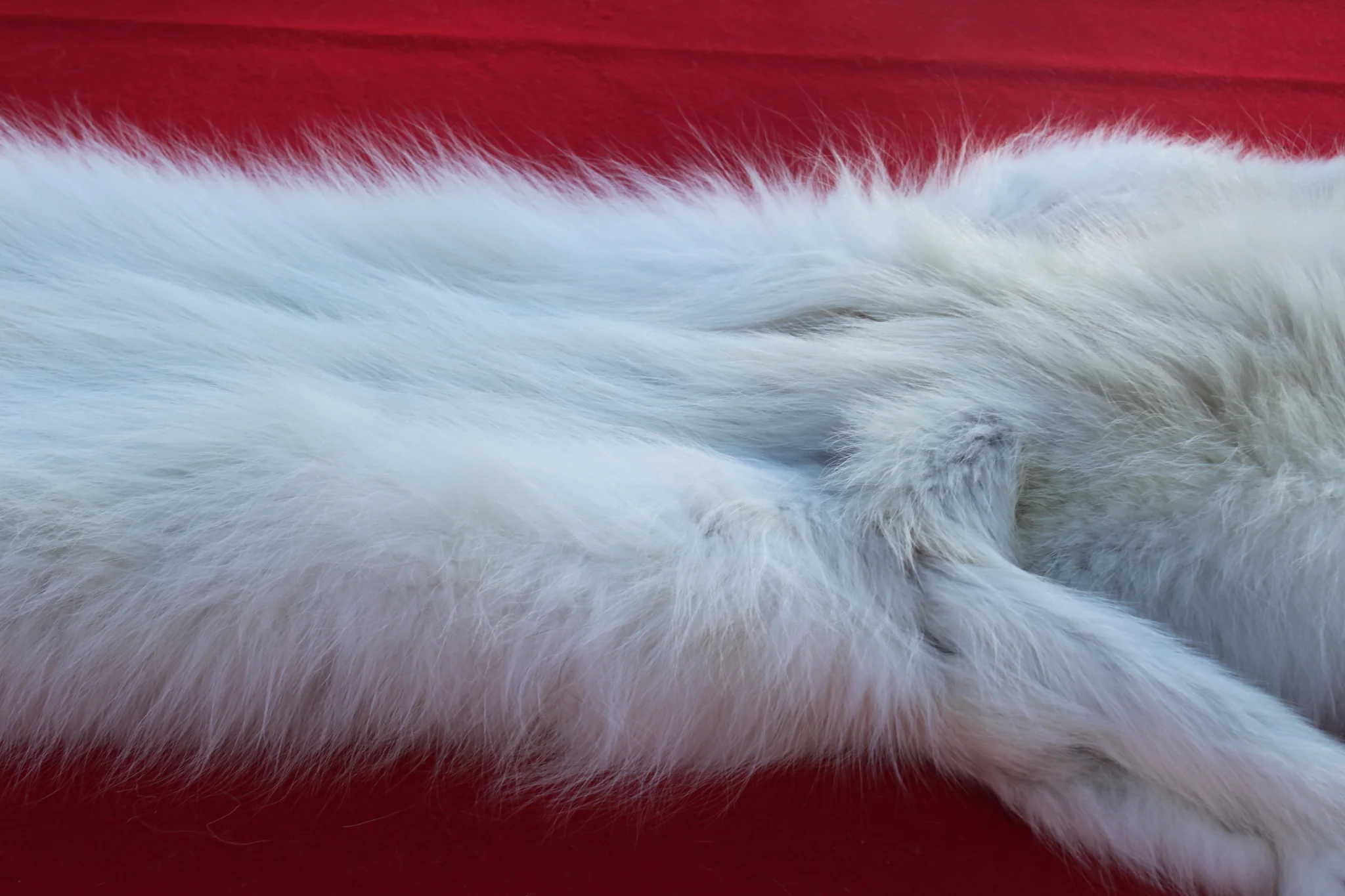 IMG_6022_1024x1024@2x