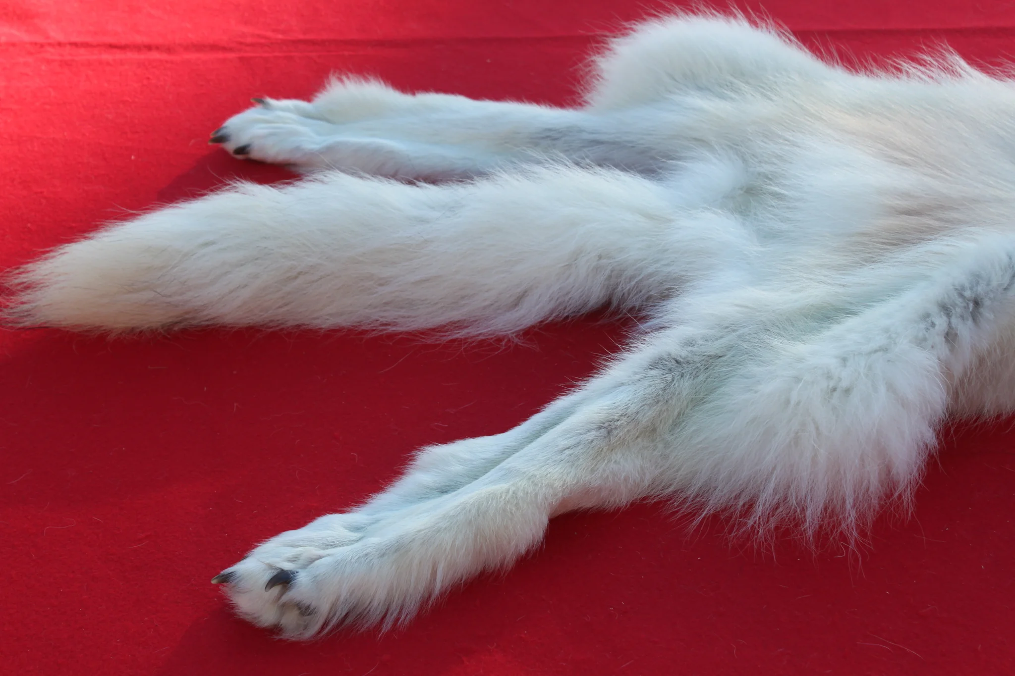 IMG_6025_1024x1024@2x