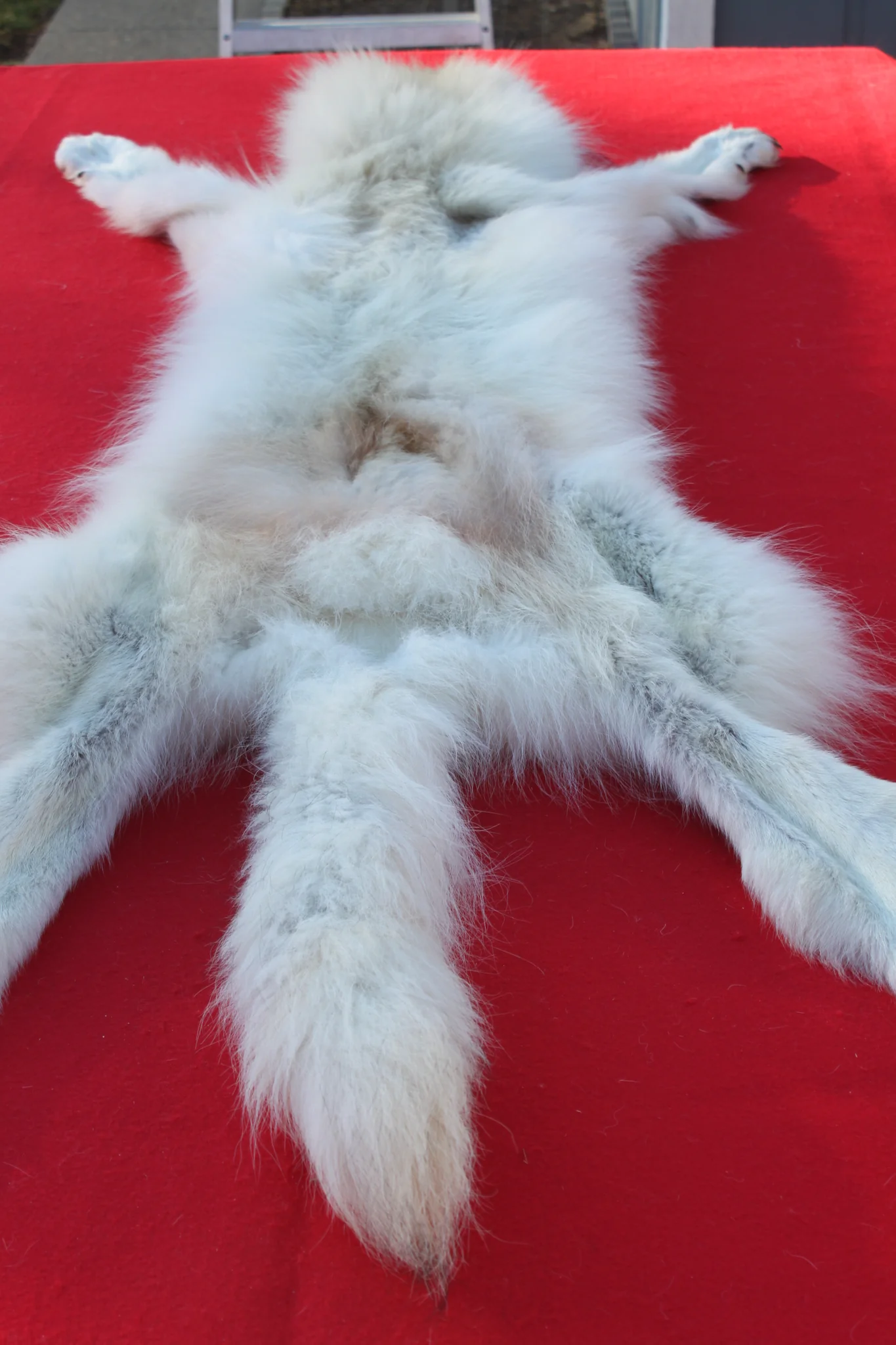 IMG_6026_1024x1024@2x