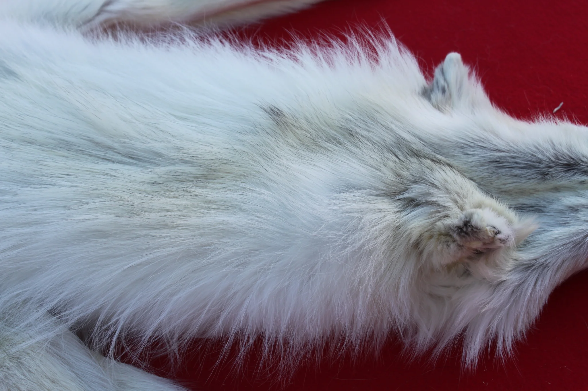 IMG_6084_dba6ca66-a07d-419b-9aa7-be8e7ed35114_1024x1024@2x