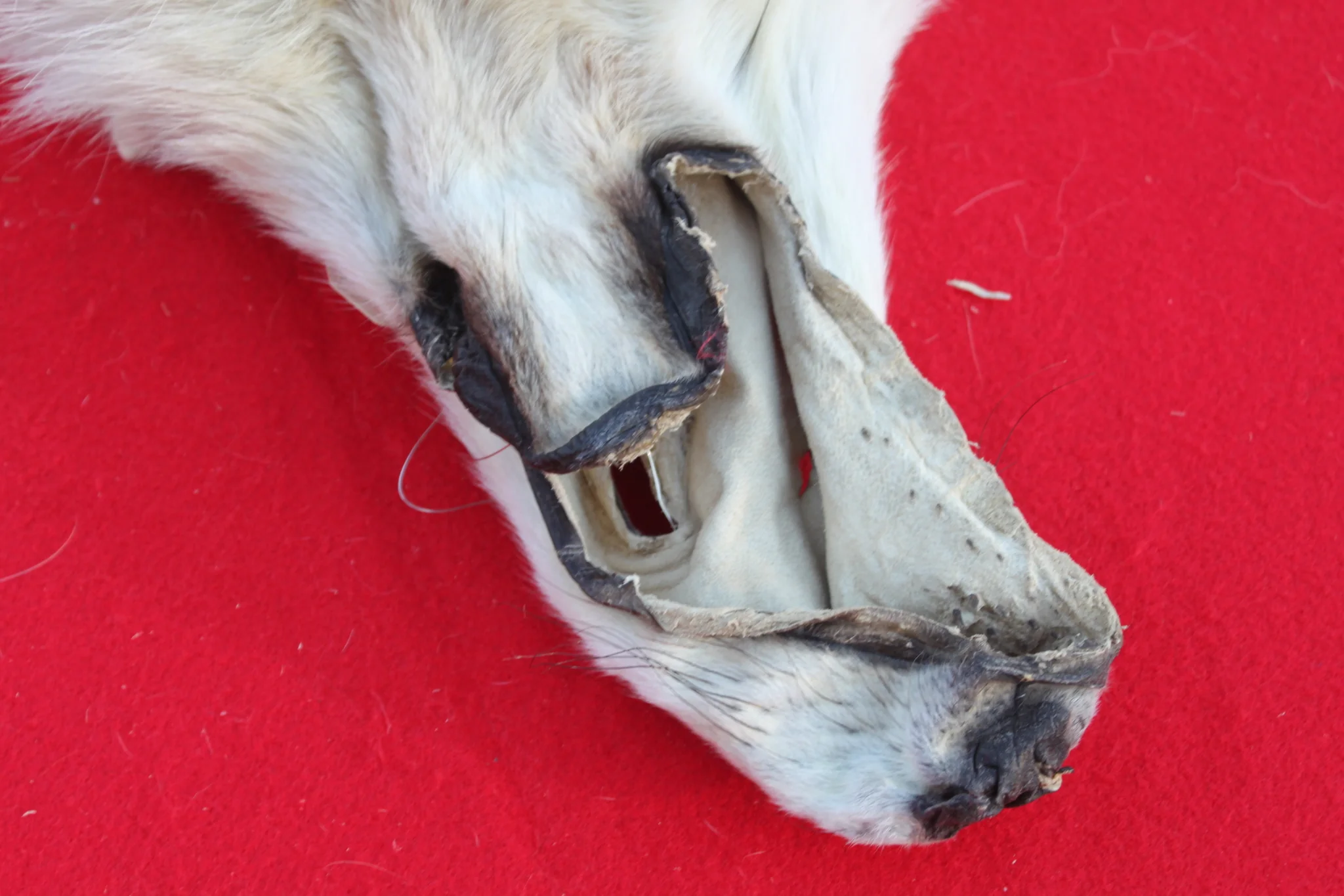 IMG_6093_e36adc10-81b5-46e1-a542-0a7bc0b92188_1024x1024@2x