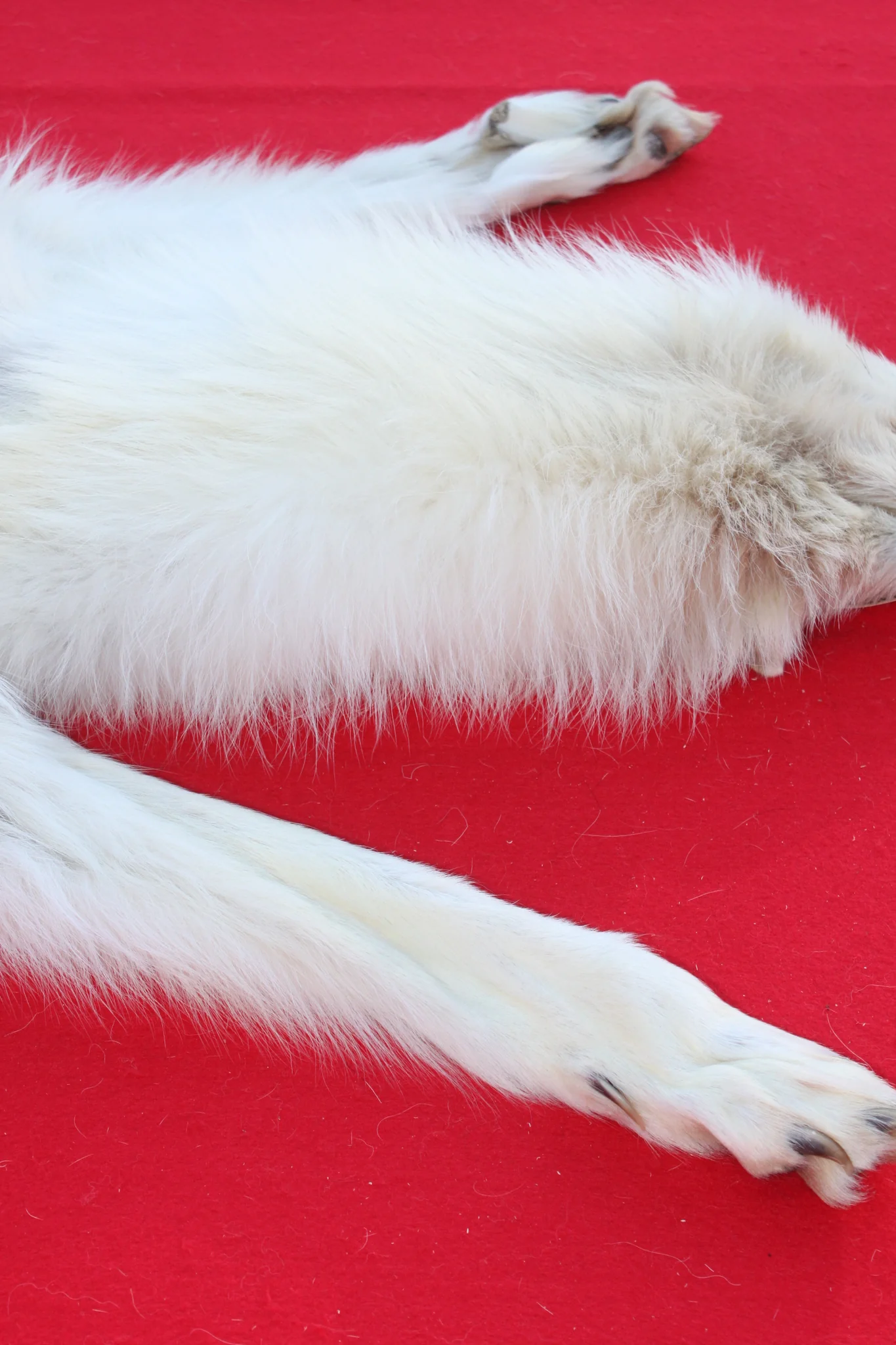 IMG_6095_421fe5ad-8f08-4e04-9a1b-ed164fd3fedc_1024x1024@2x