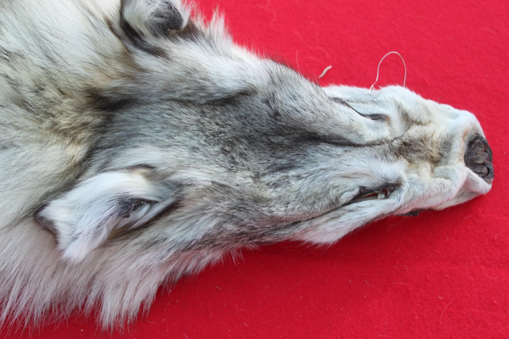 IMG_6103_7f877889-2216-455b-afcf-d212ec26e471_1024x1024@2x