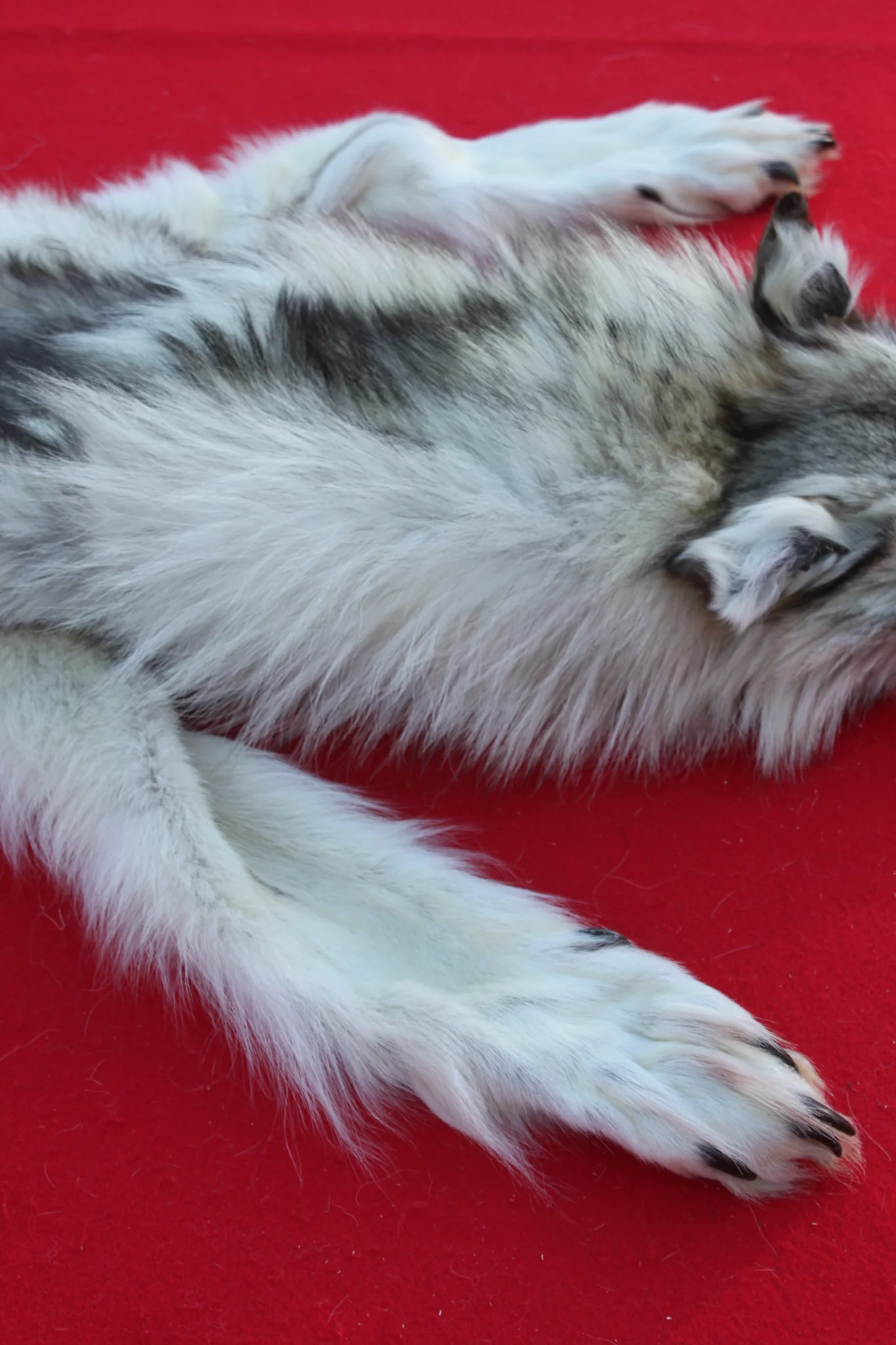 IMG_6104_8433995d-278f-4b54-8a47-82ce2135a2bd_1024x1024@2x