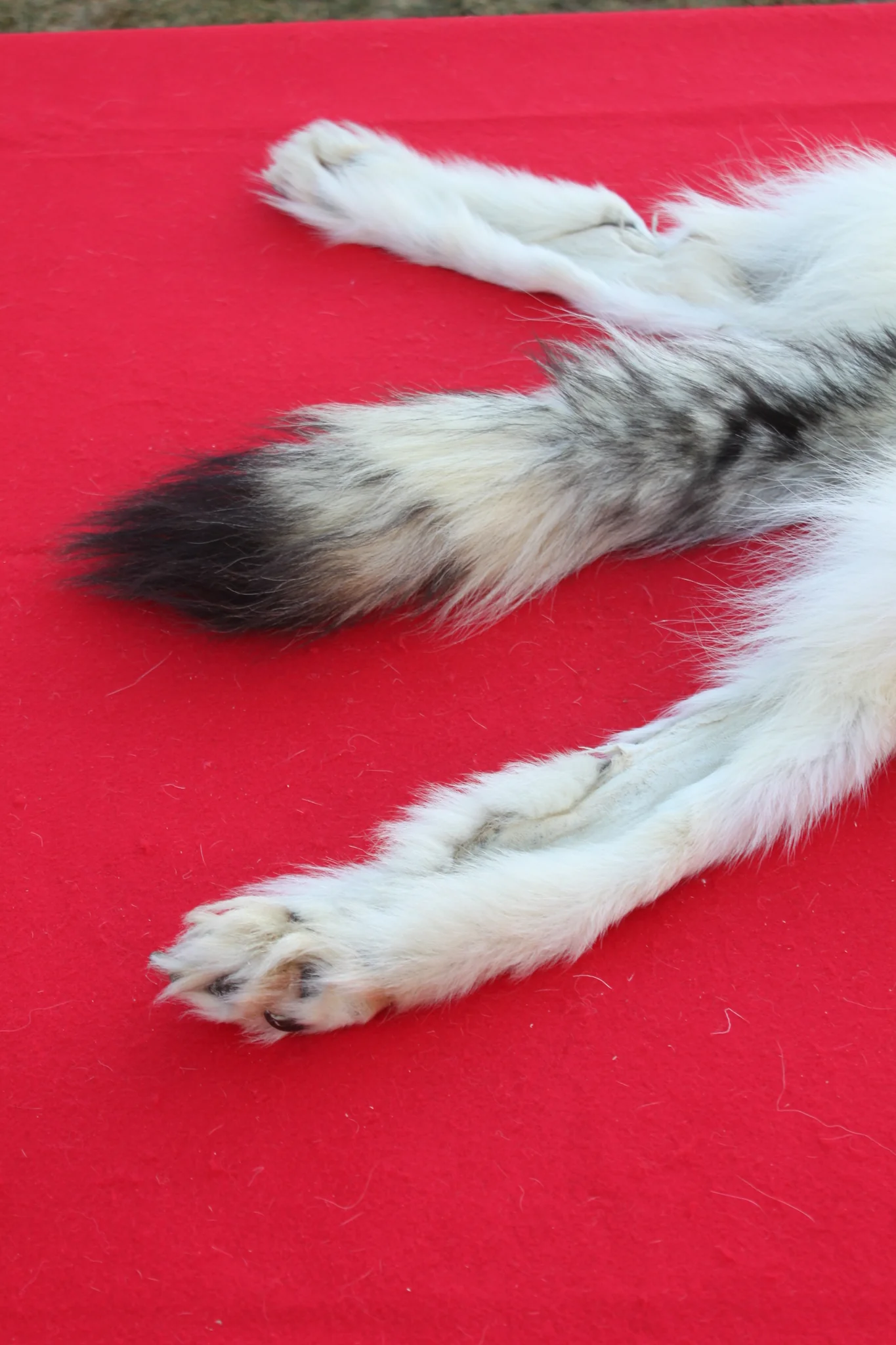 IMG_6109_c9d9d1d6-5680-4528-93d4-2e1bbe9d7bd3_1024x1024@2x