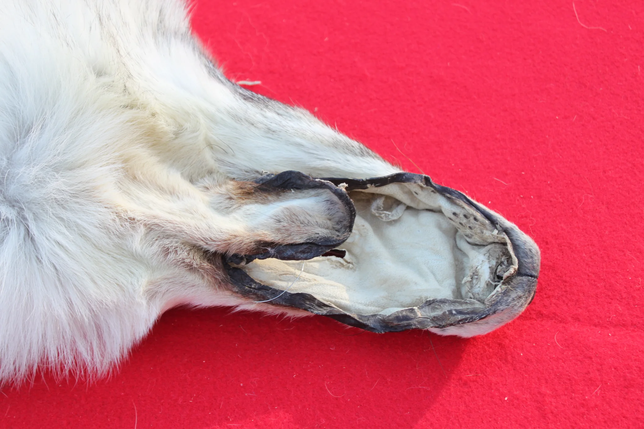 IMG_6112_817a2c11-35e9-45a8-958f-c089f6132e5a_1024x1024@2x