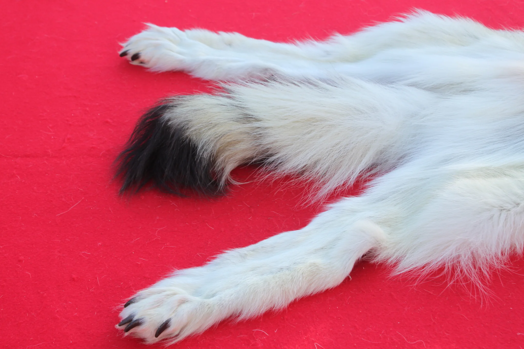 IMG_6117_d253801e-5d1a-47d0-b58b-fa6d90d198e2_1024x1024@2x