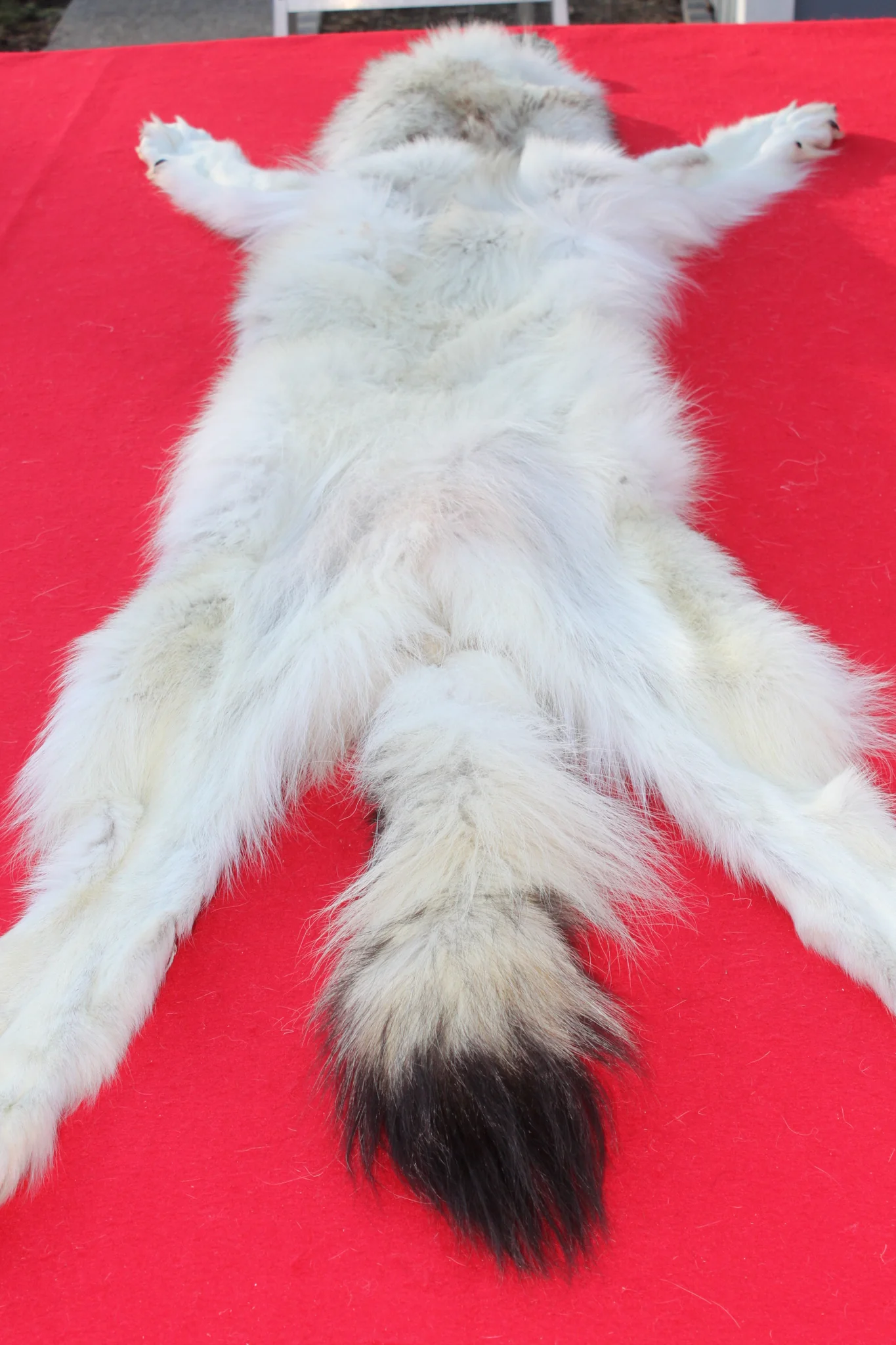 IMG_6118_77743d4b-4967-4b0c-b736-b01f9b3f779b_1024x1024@2x