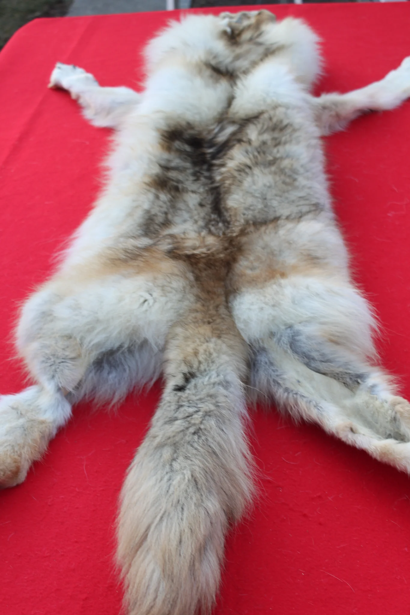 IMG_6129_eb091ade-e3e7-41be-8c06-5bcce194d4f9_1024x1024@2x