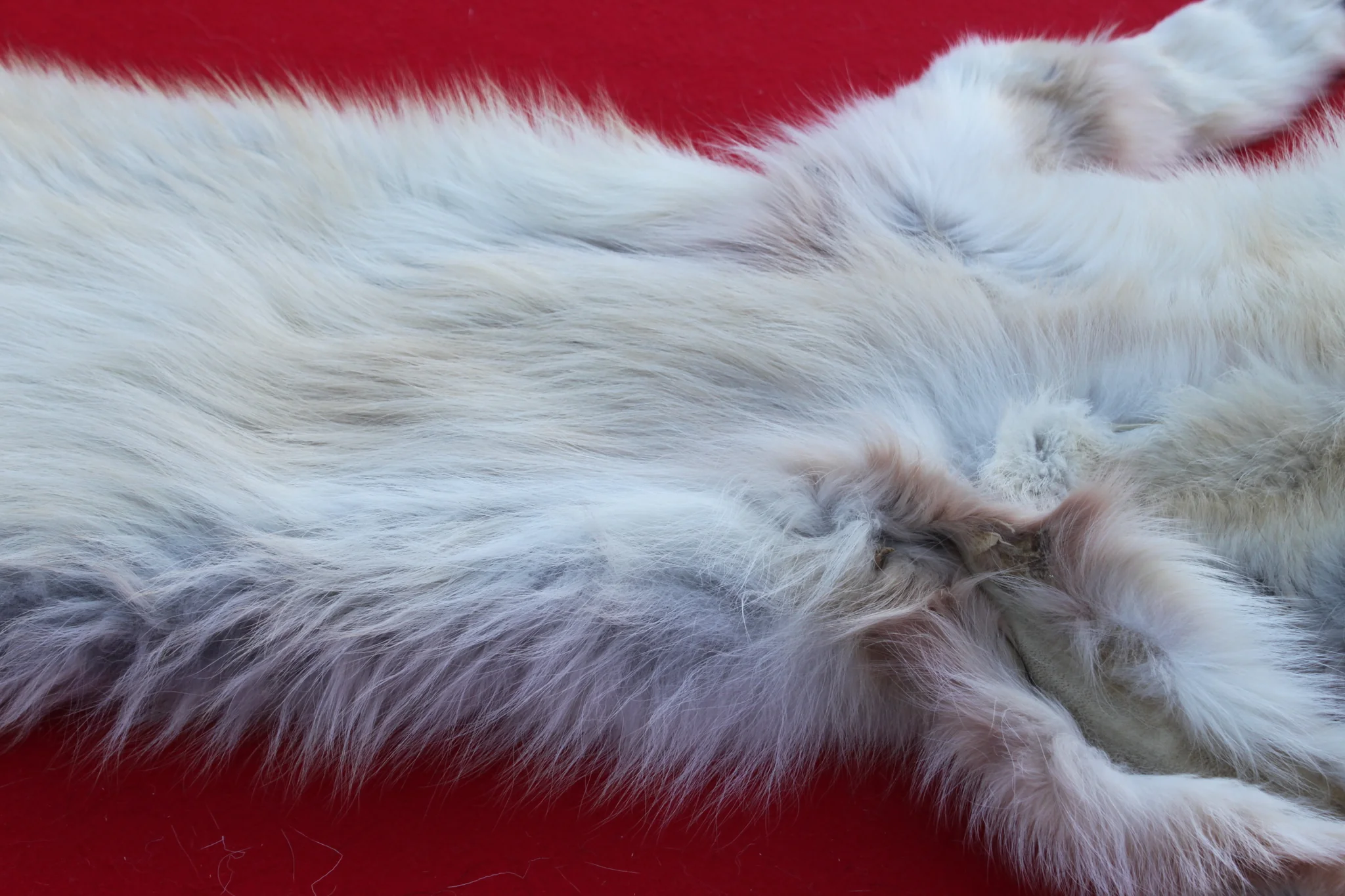 IMG_6134_d3da204c-a67b-41e5-a291-801f00156469_1024x1024@2x