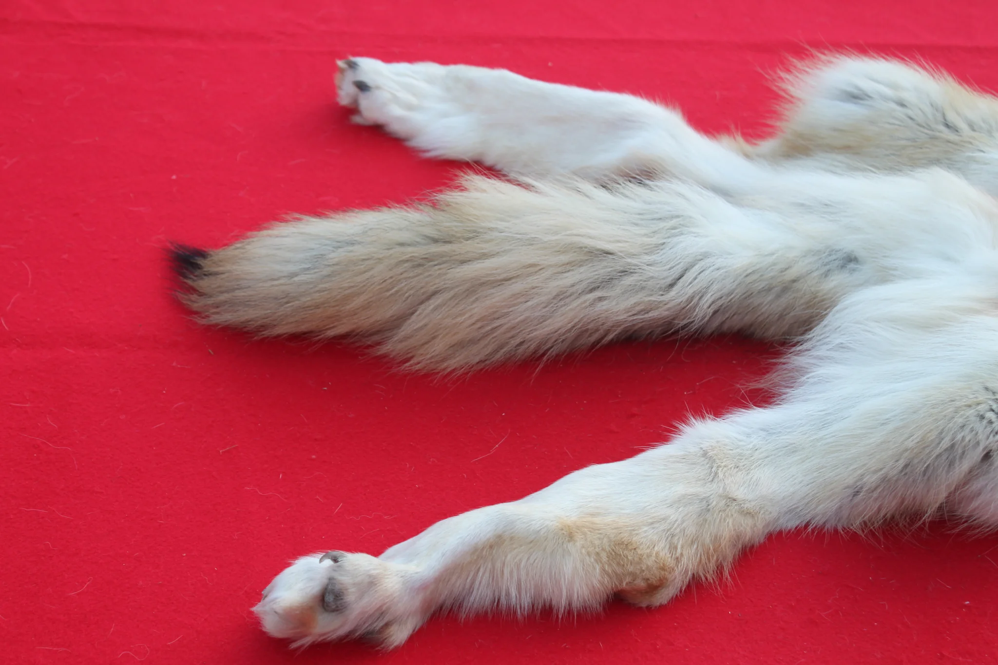 IMG_6138_57289752-0aa4-49d9-a2b9-d9ceb611e49a_1024x1024@2x