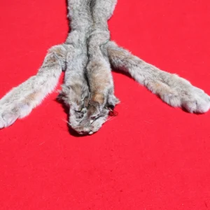 Lynx Pelt
