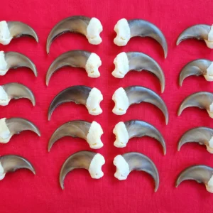 Bear Claws