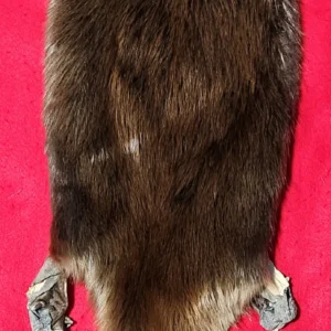 Beaver hide