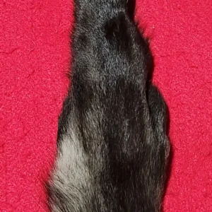 Wolf Rear Legskin